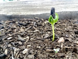 Sprout at CCK Garden